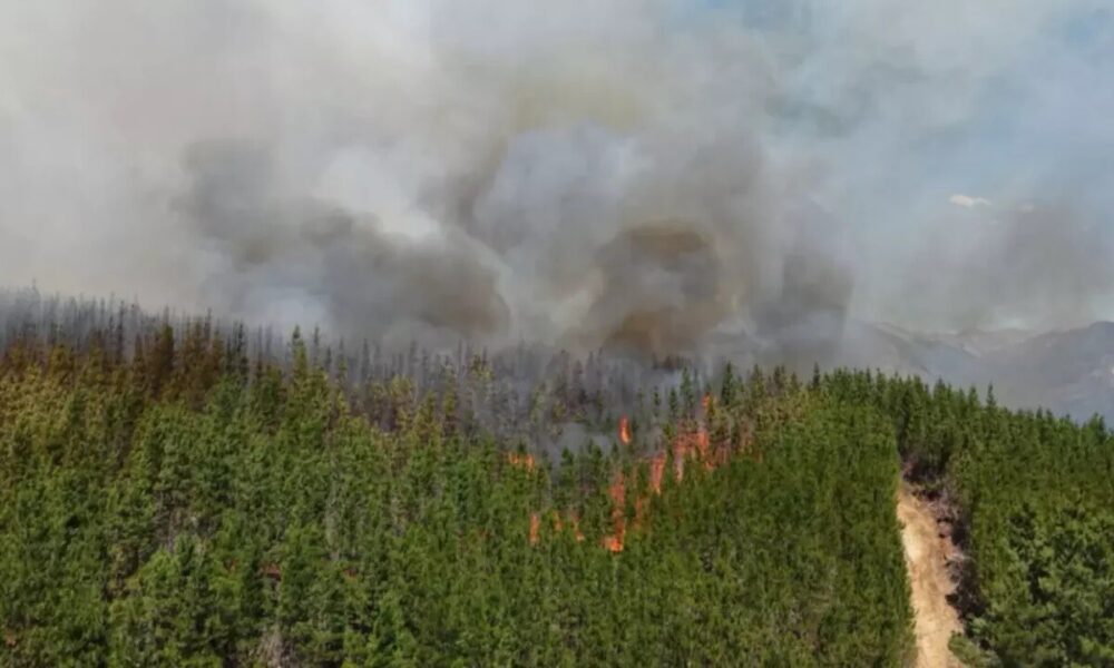 Incendio forestal en Chubut: arrasó con viviendas y vehículos