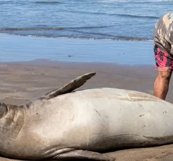 Escándalo en La Lucila del Mar: un turista quiso acariciar a un lobo marino y fue increpado por otros bañistas
