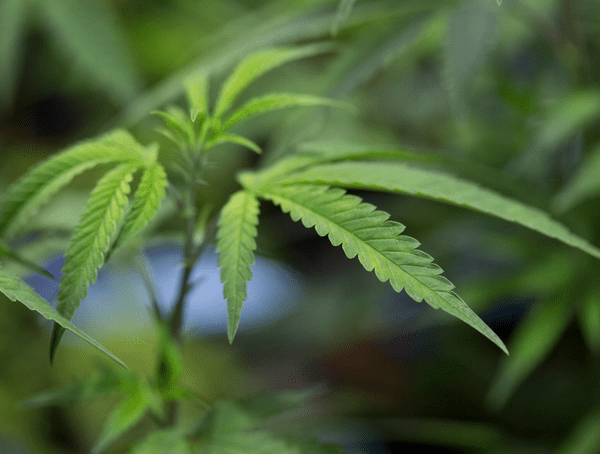 Estados Unidos reclasifica la marihuana medicinal: qué cambia y cómo impacta en la investigación