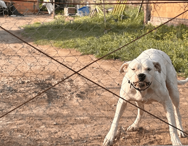 Bahía Blanca: una mujer fue atacada por dos dogos y sufrió graves heridas en un brazo
