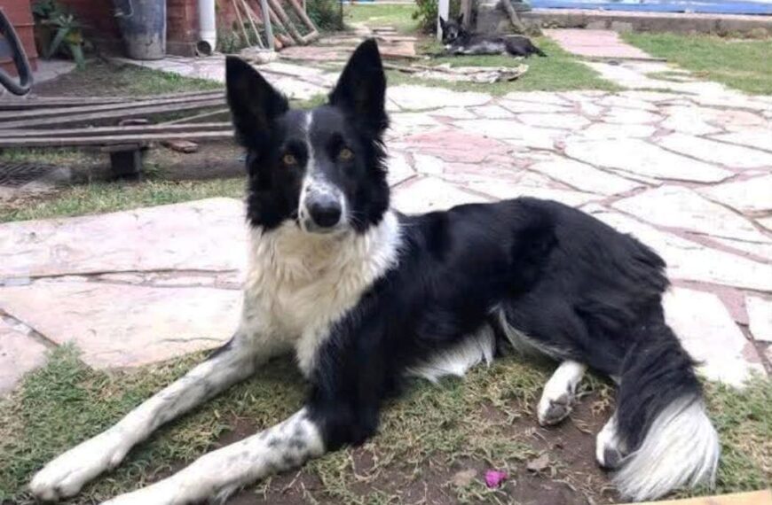 Buscan desesperadamente a Maggie: piden máxima difusión