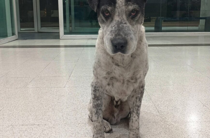 Espera tu ayuda… Preocupación por un perro herido en la terminal de Bahía Blanca